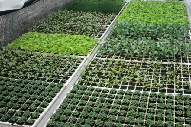 Trabalho no Viveiro de Mudas segue a todo vapor